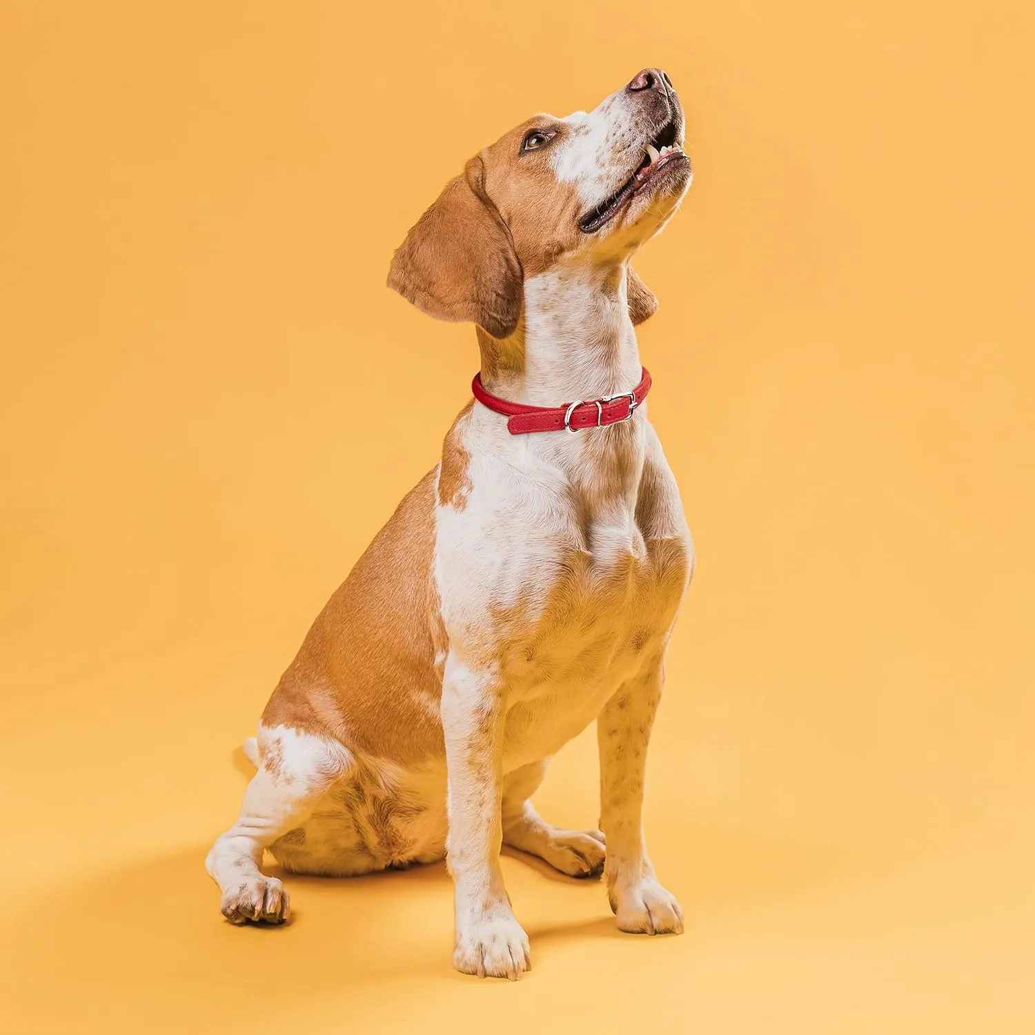 Dogline Soft and Padded Rolled Round Leather Collar for Dogs W3/8" - L16"-19", Red